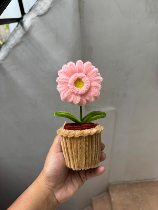 Gerbera Pot